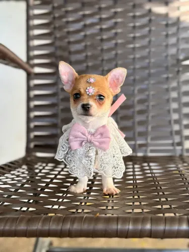 Chihuaha fêmea pelo curto bicolor 