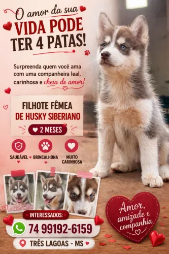 Filhote de husky siberiano/Três Lagoas MS
