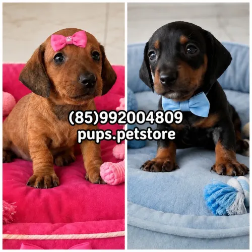 Dachshund(salsichinha) macho e fêmea!