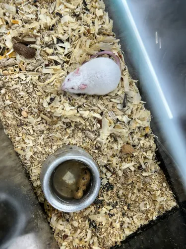 Hamster topodongo
