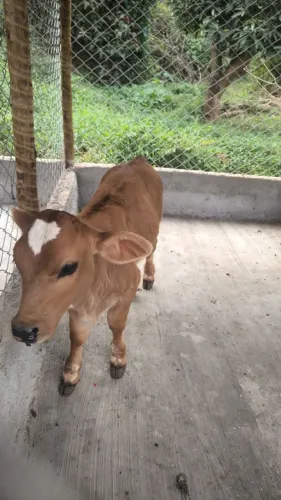 Mini bezerro, filho de mini vaca