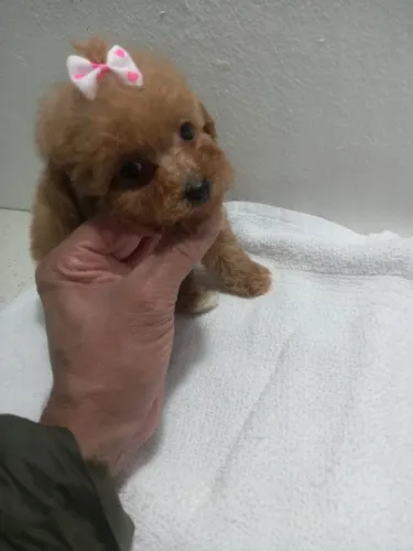 Poodle mini toy Red