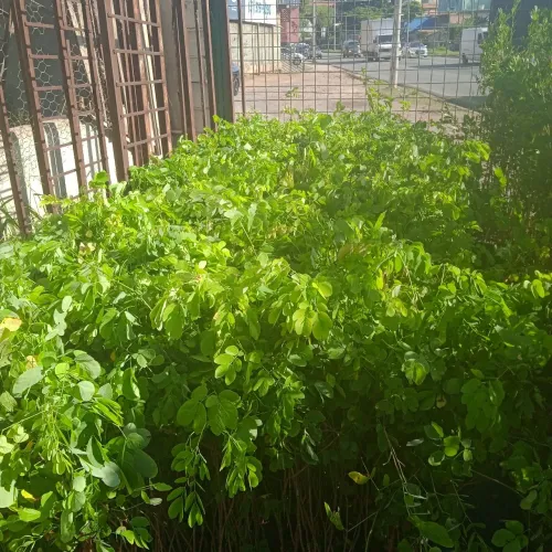 Mudas de sansao  do campo grande