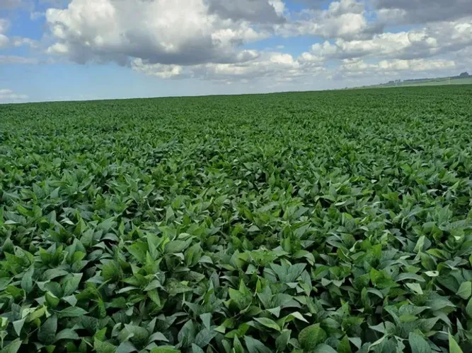 Sitio 32.7 alqueiro pega 50% permuta