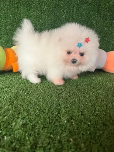 Lulu fofo - Lulu da pomerania 