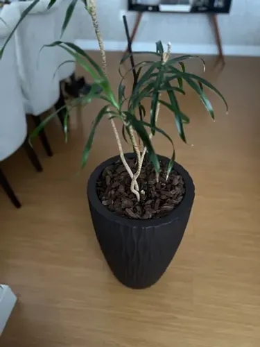 Planta para sala