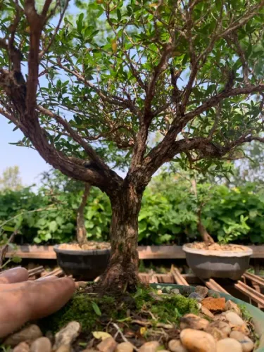 Bonsai - Pré Bonsai 