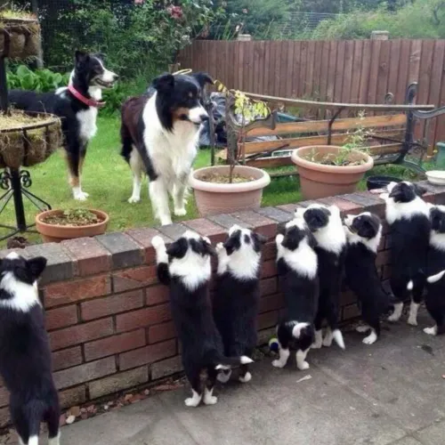 Border Collie disponíveis 