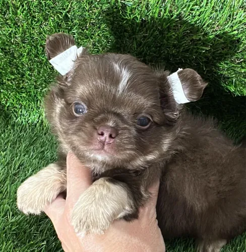 Filhote de Chihuahua Raridade 