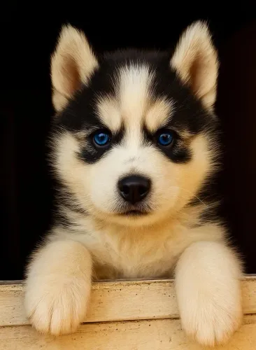 Husky Siberiano Filhotes - Ponta Grossa e Região