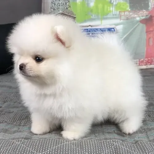 Spitz alemão anão lindíssimos filhotes c pedigree