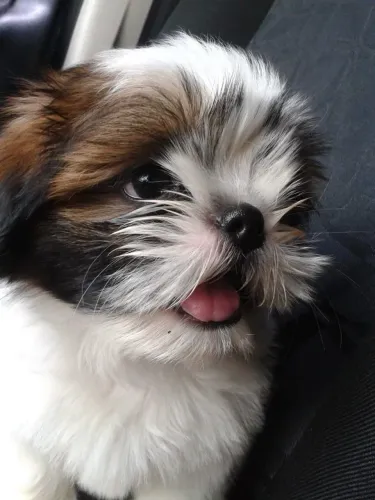 Filhotes Shih Tzu Fofo como um porta retrato