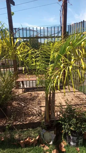 Palmeira Areca locuba