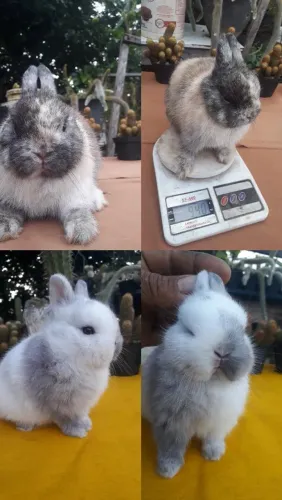 Coelho anão importado  padrão show 
