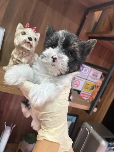 Biewer Yorkshire Terrier com pedigree, microchip e garantias!