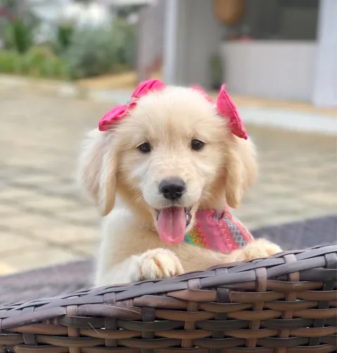 Filhote de Golden Retriever fêmea Triunfokennel.es