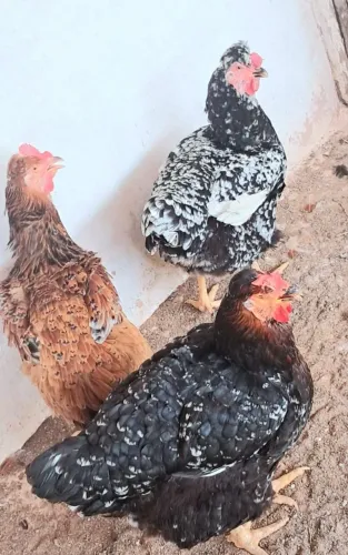 Galinha Sertaneja Balão GSB lá da Bahia