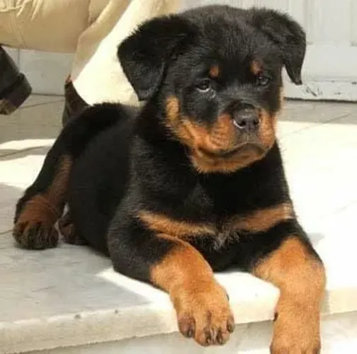 Filhotes de Rottweiler carinha de bravos 