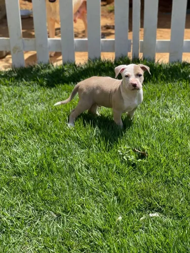 Filhote de American staffordshire, excelente linhagem forte e saudável