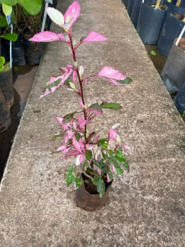 Hibisco tricolor 