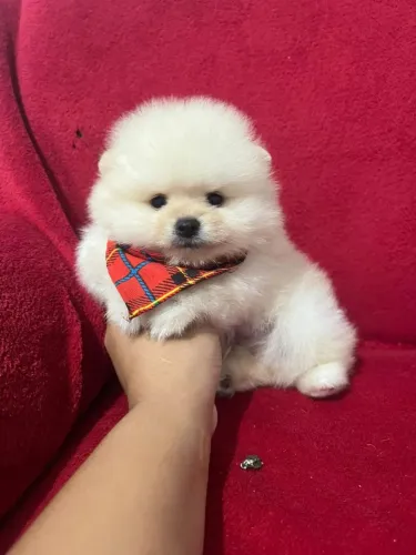 Shih tzu macho fofinhos