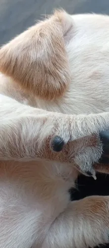Cofap cor creme filho de Cofap pelos longos e de meio pelo .pronto pra ir