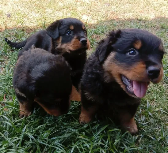 Filhotes de rottweiler