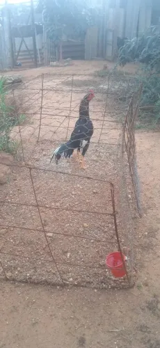 Vendo frangos trancados