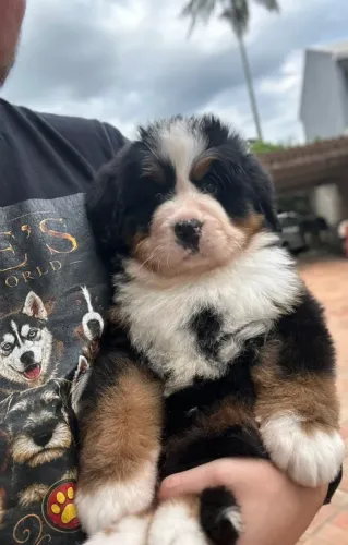 Bernese Mountain Dog | Em até 12x sem juros