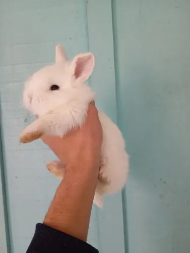 Coelhinhos bebês