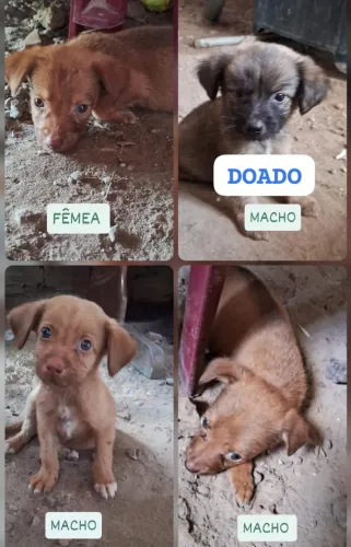 DOAÇÃO DE CACHORRINHOS