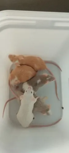 Camundongos para alimentação ou pet - Super Saudáveis