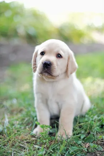 Labrador - Sorriso Em Forma De Latido 