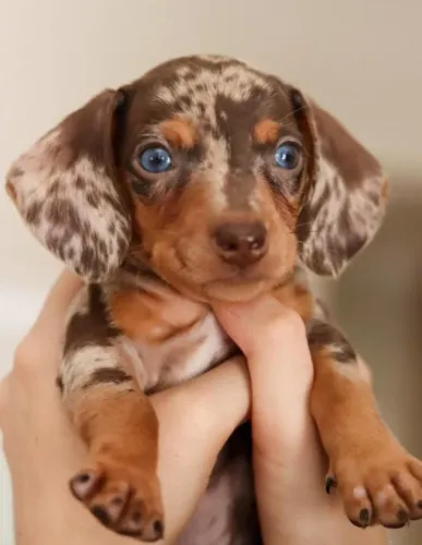 Basset Dachshund Teckel Filhotes Padrão Acima da Média. 
