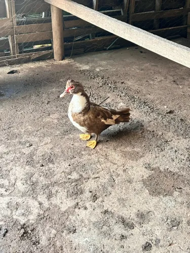 Pato