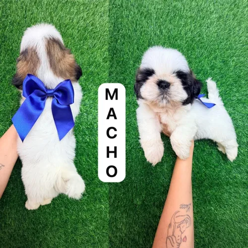 Shitzu macho branco e Marron