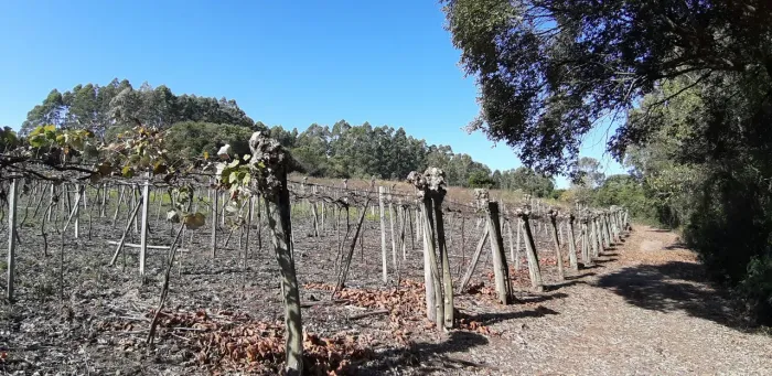 Chácara à Venda - , Coronel Pilar