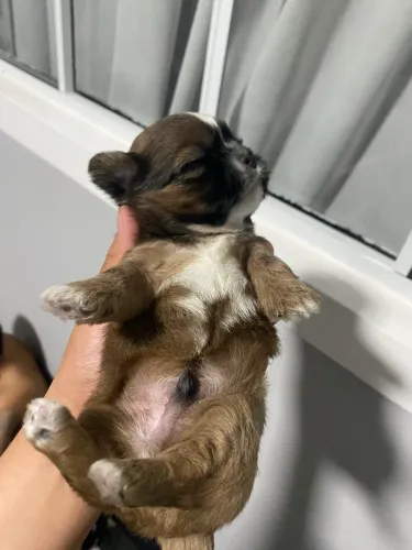 Machinho SHIHTZU marronzinho puro