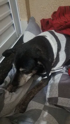Cachorrinha IDOSA adoção responsável