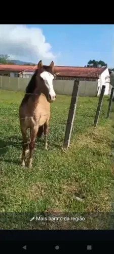 Potrinho