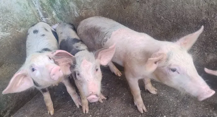 Porcos filhotes