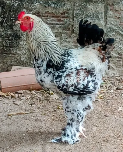 Galo brahma