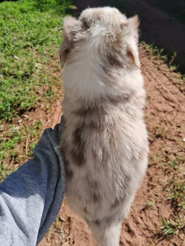 Border collie macho