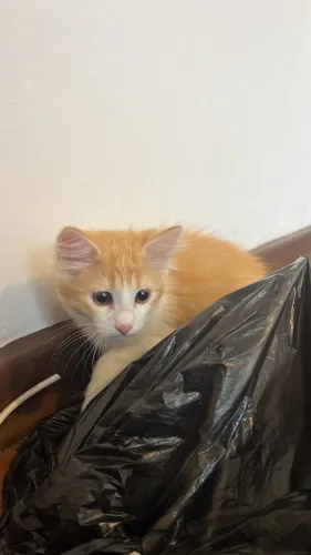 Gatinho laranja Maine coon com angorá