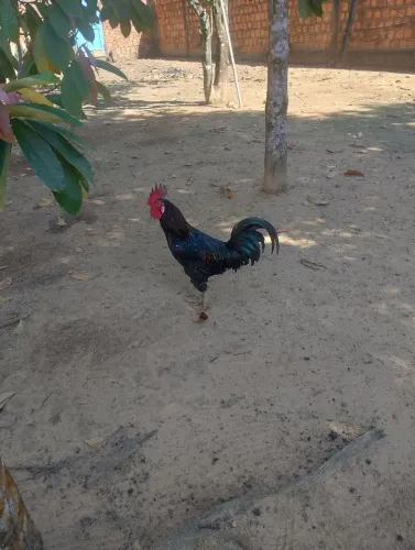 GALO CAIPIRA SEM ESPORÃO, FEMEIRO.