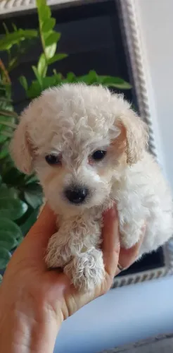 Filhotes de poodle