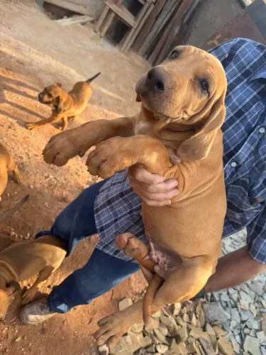 Cachorros Fila