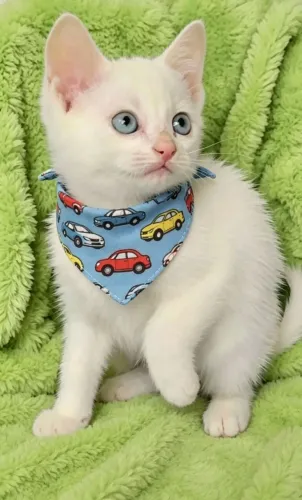 Gato todo branquinho de olhos azuis com 2 meses