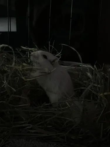 Doa-se gerbil menos de 1 ano retirar no Tucuruvi