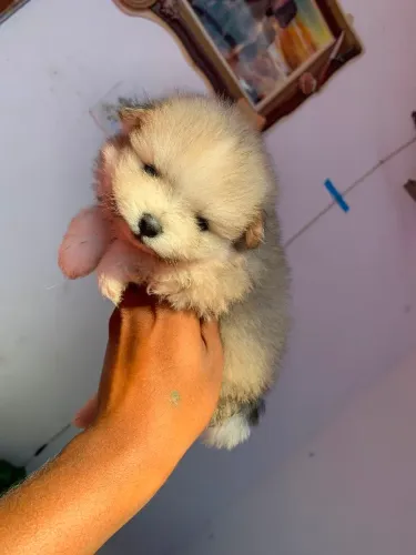Spitz alemão Lulu